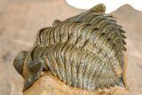 Pseudocryphaeus (Cryphina) Trilobite - Lghaft, Morocco #368583-2